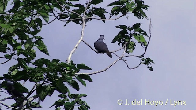Фиджийский плодовый голубь - ML201430211