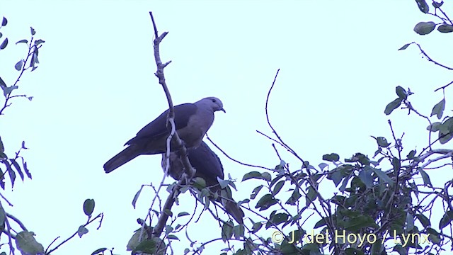 Фиджийский плодовый голубь - ML201430221