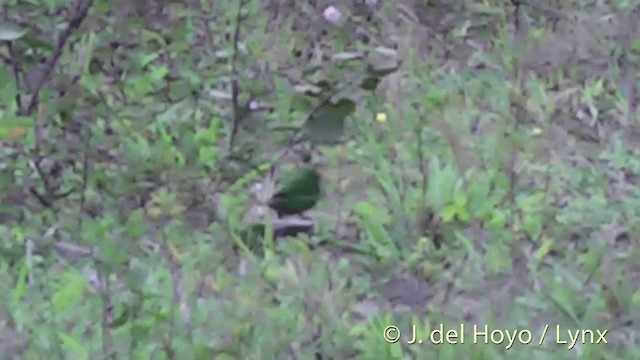 Fiji Parrotfinch - ML201430241