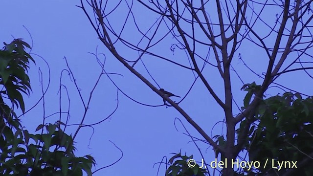 Vanikoro Flycatcher - ML201430281