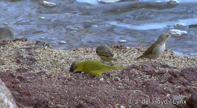 Orange-fronted Yellow-Finch - ML201430431