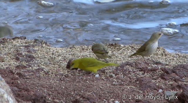 Orange-fronted Yellow-Finch - ML201430431