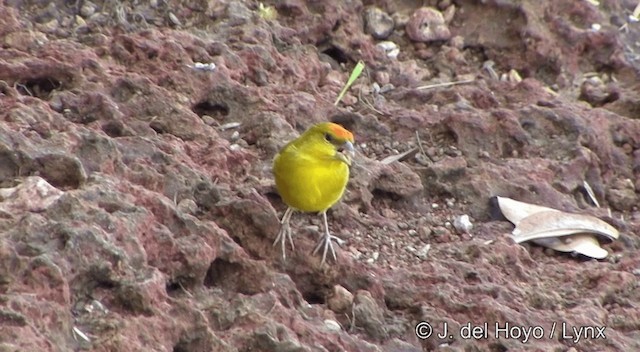 Orange-fronted Yellow-Finch - ML201430441