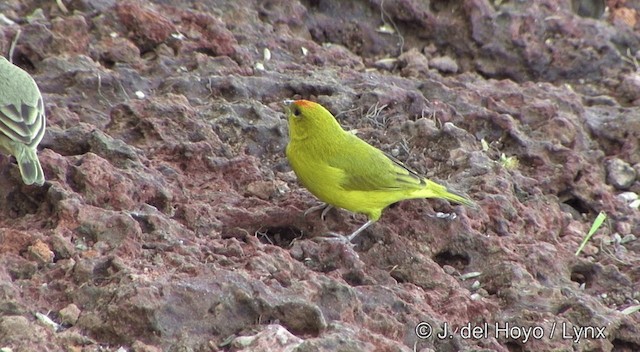 Orange-fronted Yellow-Finch - ML201430451