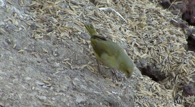 Orange-fronted Yellow-Finch - ML201430461