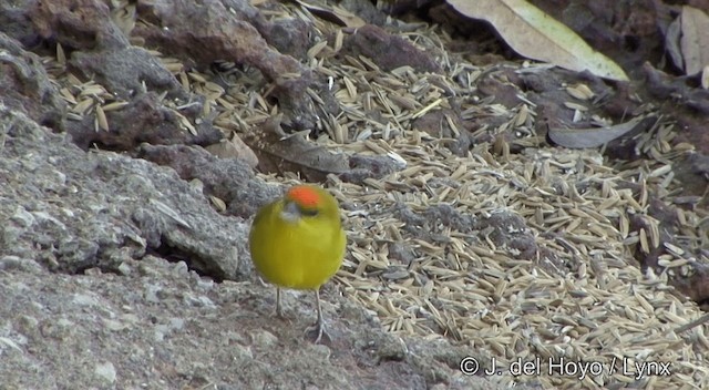 Orange-fronted Yellow-Finch - ML201430471