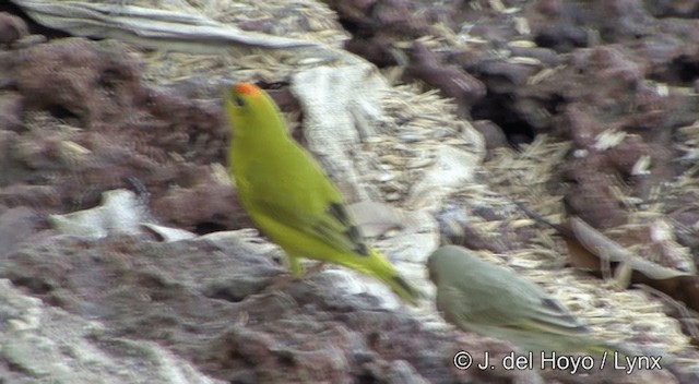 Orange-fronted Yellow-Finch - ML201430481