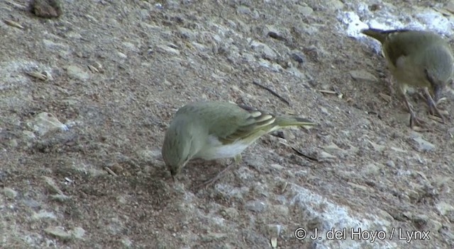 Orange-fronted Yellow-Finch - ML201430491