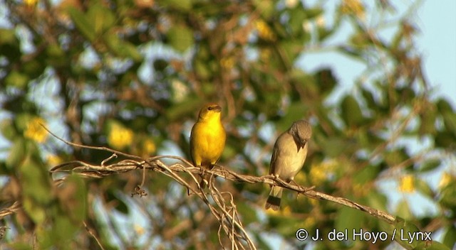 Orange-fronted Yellow-Finch - ML201430501