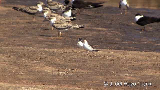 Yellow-billed Tern - ML201430561