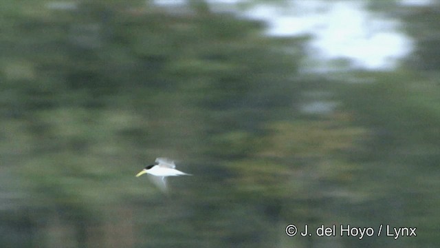 Yellow-billed Tern - ML201430581