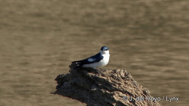 Golondrina Aliblanca - ML201430601