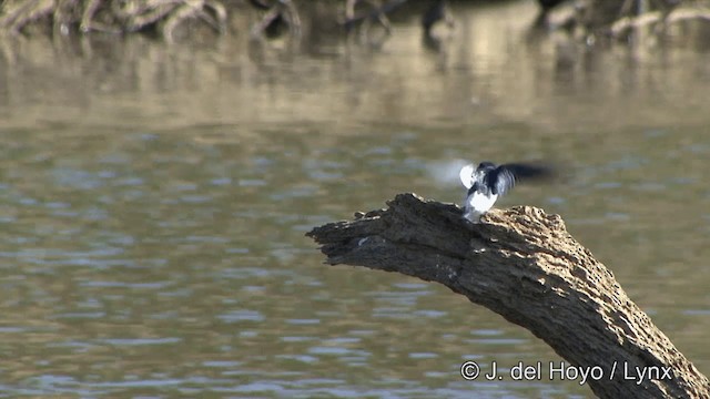 Golondrina Aliblanca - ML201430611