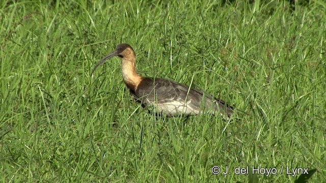 Buff-necked Ibis - ML201430621