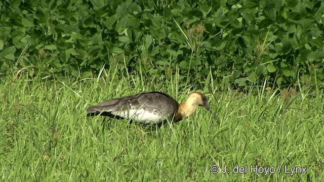 Buff-necked Ibis - ML201430631