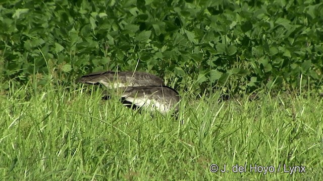 Buff-necked Ibis - ML201430641