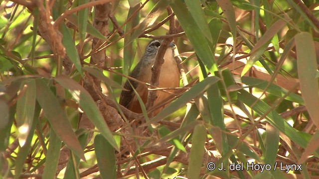 Buff-breasted Wren - ML201430651