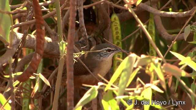 Buff-breasted Wren - ML201430661