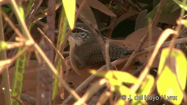 Buff-breasted Wren - ML201430671