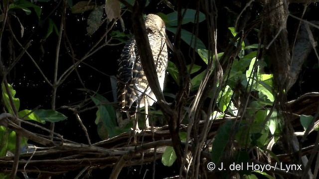 Rufescent Tiger-Heron - ML201430681