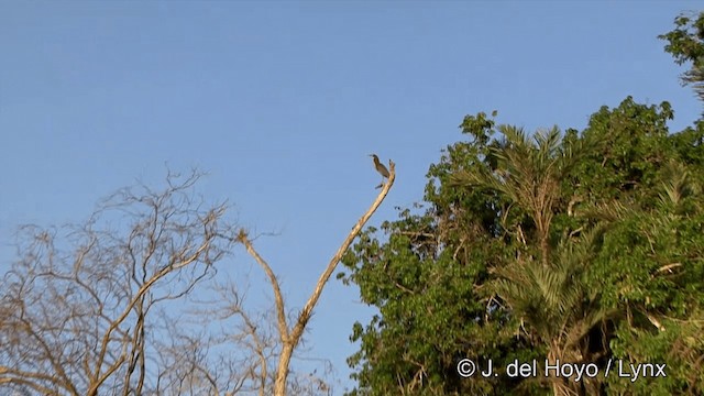 Rufescent Tiger-Heron - ML201430691