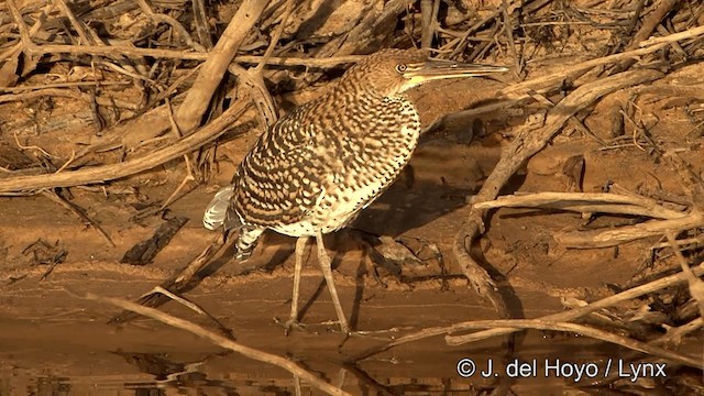 Rufescent Tiger-Heron - ML201430701