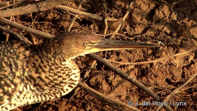 Rufescent Tiger-Heron - ML201430711