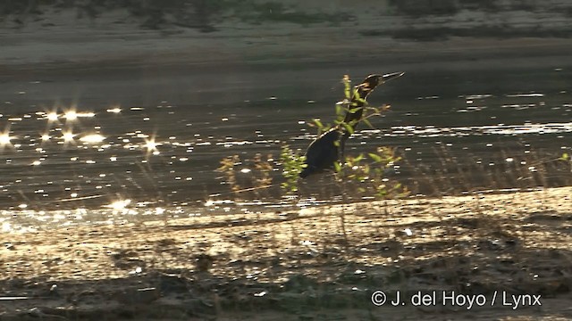 bukač červenavý - ML201430721