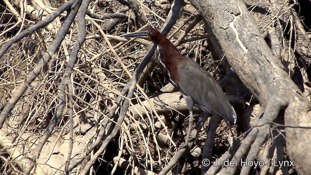 Rufescent Tiger-Heron - ML201430731