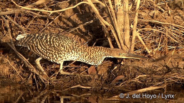 Rufescent Tiger-Heron - ML201430741