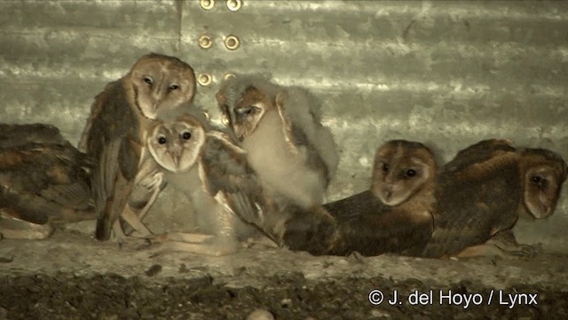 Barn Owl (American) - ML201430751