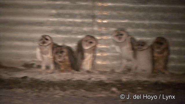 Barn Owl (American) - ML201430761