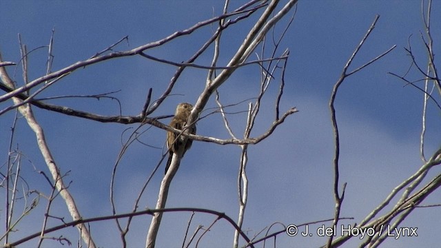 Carpintero Chico - ML201430821