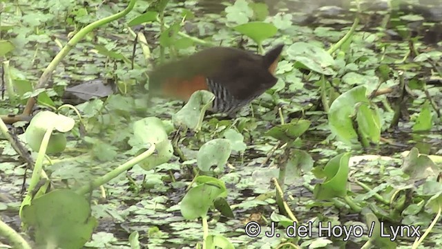 Rufous-sided Crake - ML201430841