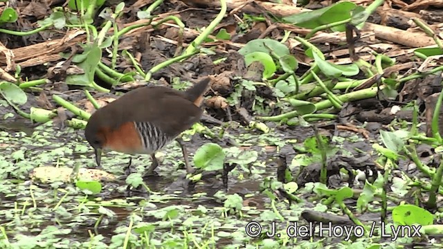 Rufous-sided Crake - ML201430861