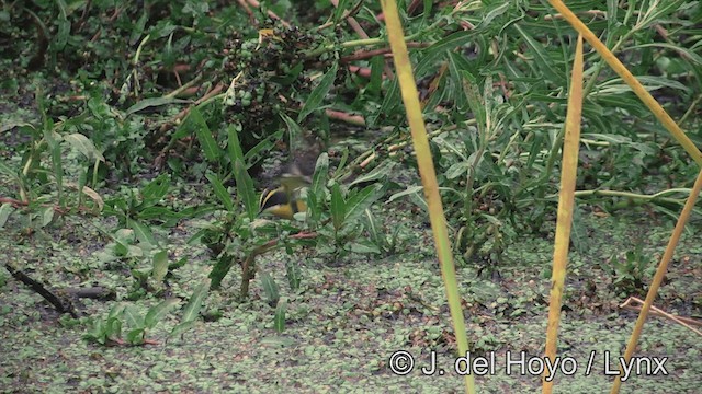 Many-colored Rush Tyrant - ML201430871