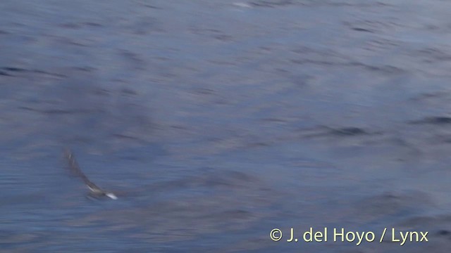 Cook's Petrel - ML201430921