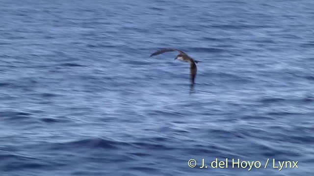 Buller's Shearwater - ML201430981