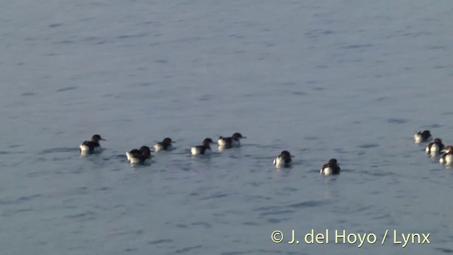 Fluttering Shearwater - ML201430991