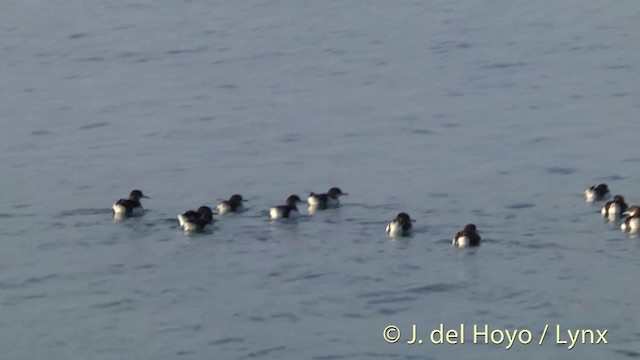 Puffin volage - ML201430991