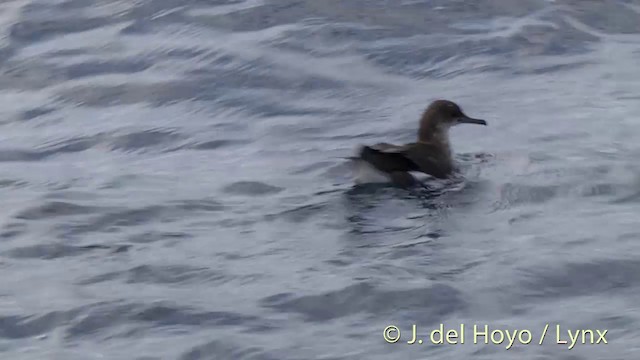 Fluttering Shearwater - ML201431001