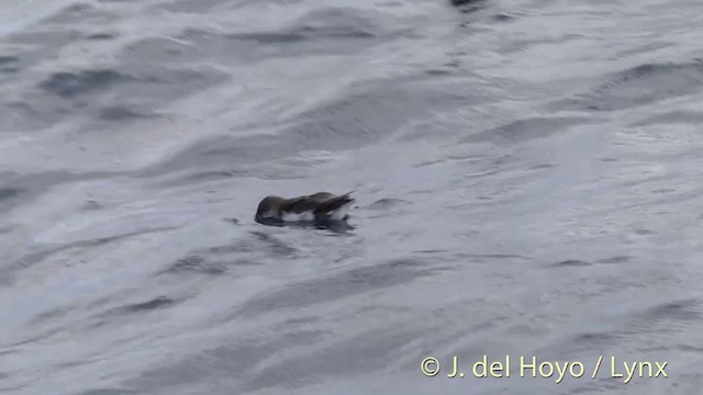 Fluttering Shearwater - ML201431011