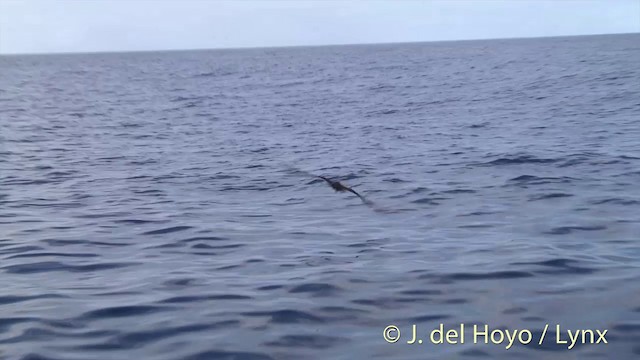 Flesh-footed Shearwater - ML201431041