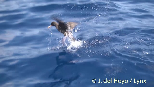 Flesh-footed Shearwater - ML201431101