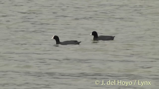 Hawaiian Coot - ML201431121