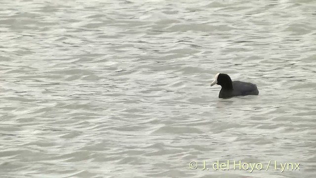 Hawaiian Coot - ML201431131