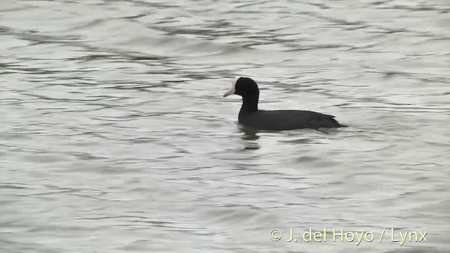 Hawaiian Coot - ML201431141