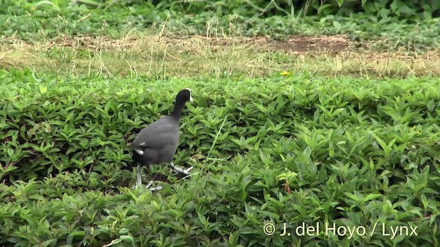 Hawaiian Coot - ML201431151