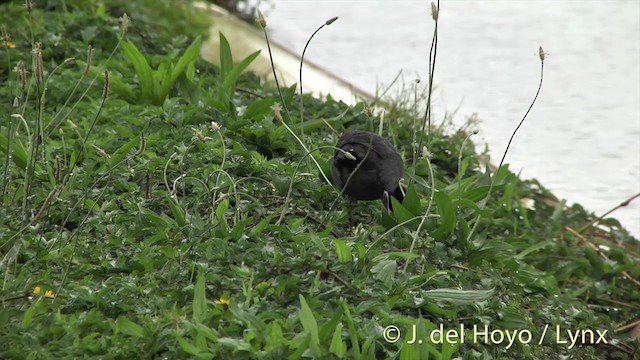 Hawaiian Coot - ML201431161