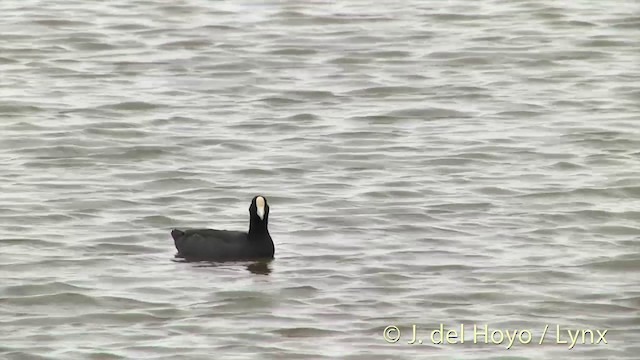 Hawaiian Coot - ML201431171